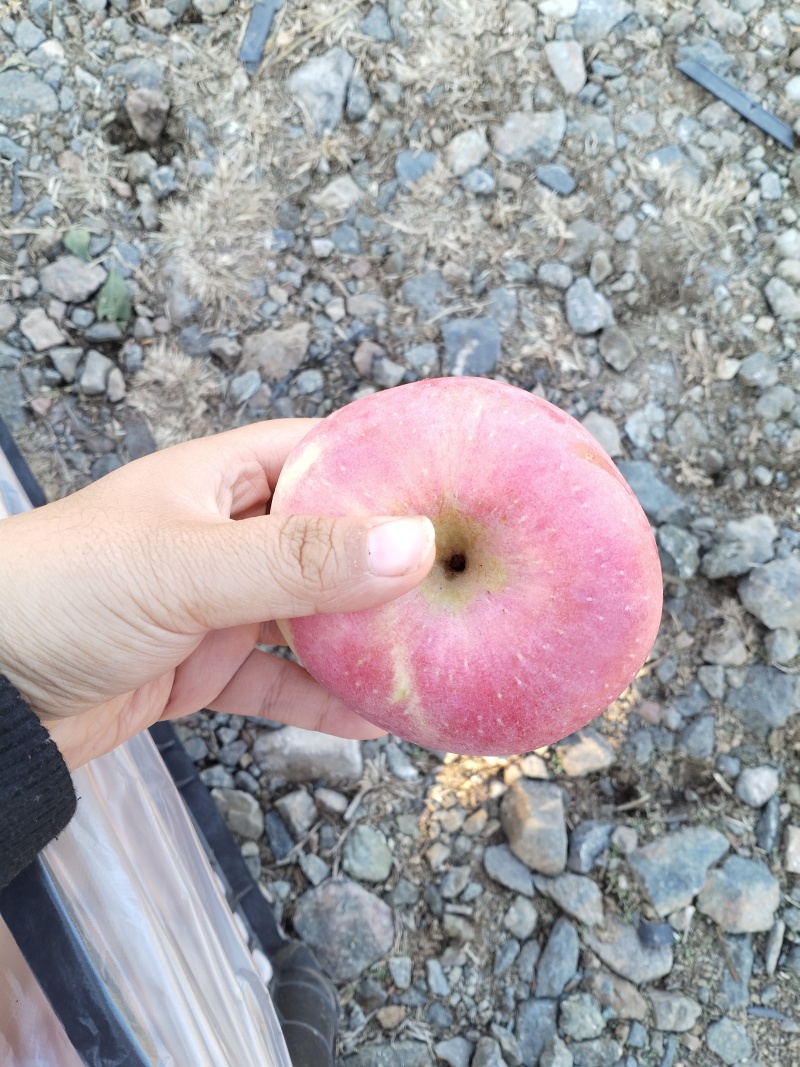 红富士苹果