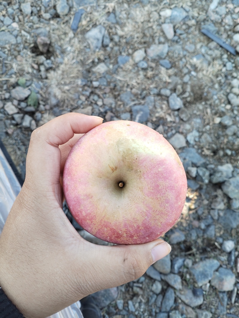 红富士苹果