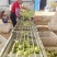 湖南永州百亩百香果基地钦密9号黄金百香果批发