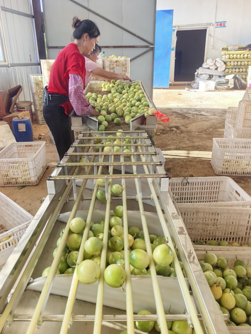 湖南永州百亩百香果基地钦密9号黄金百香果批发
