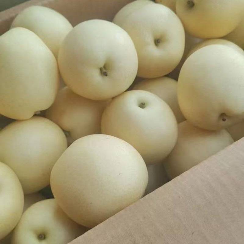 赵县皇冠梨