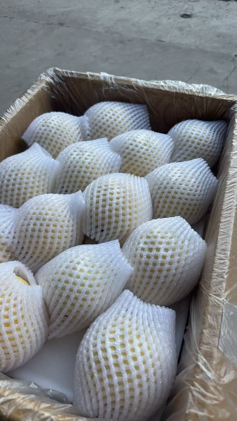 赵县皇冠梨