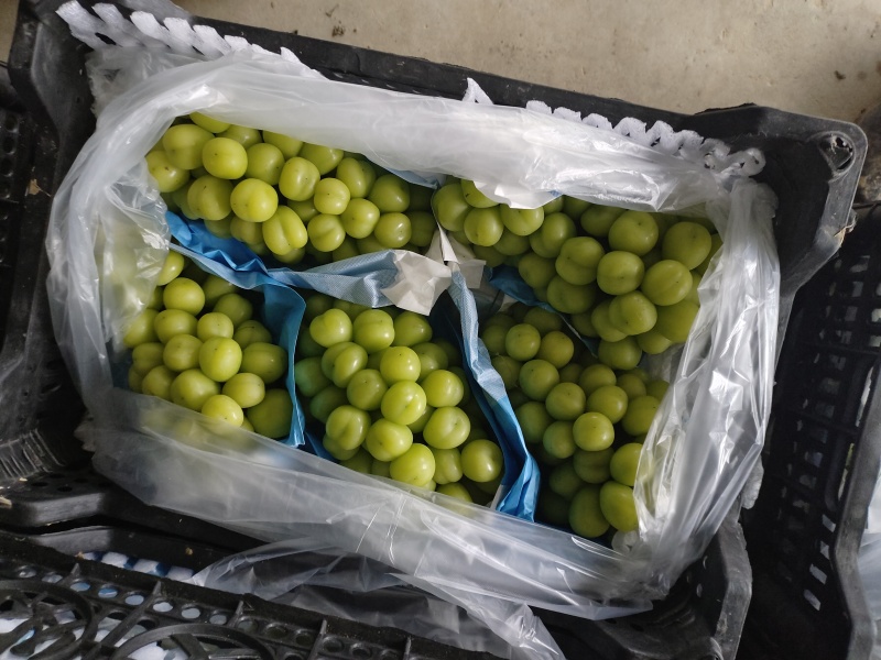 南阳阳光玫瑰葡萄颗粒饱满绿色有机
