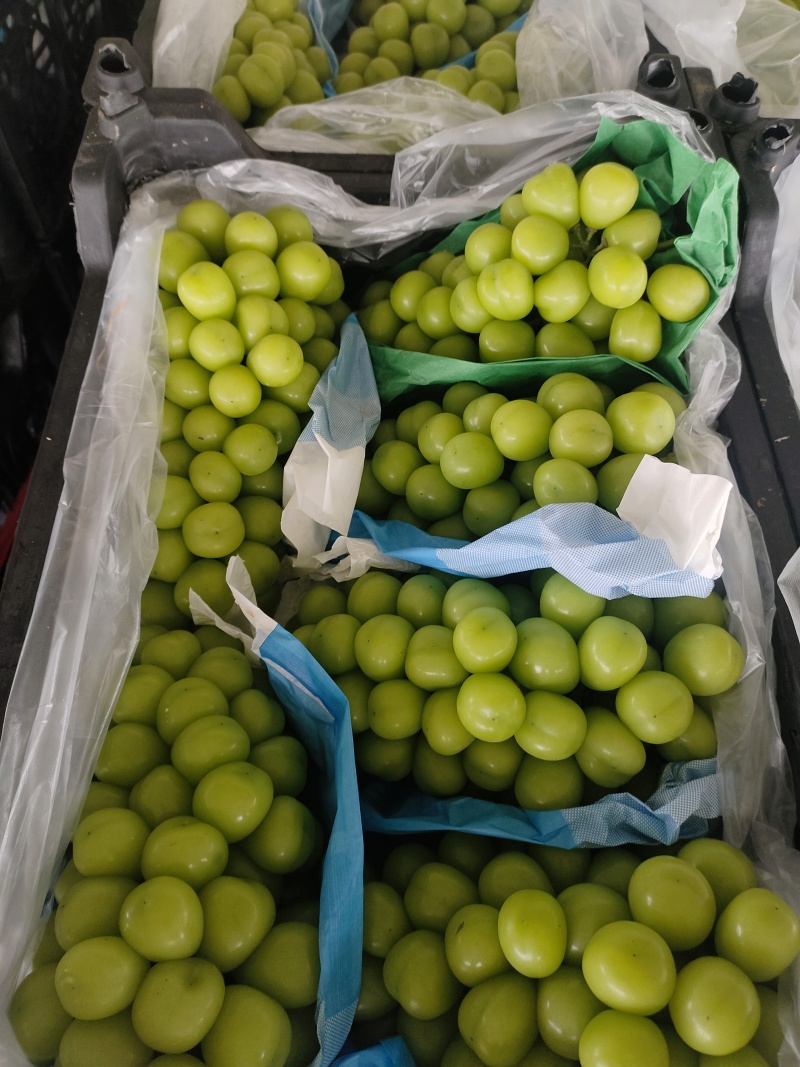 南阳阳光玫瑰葡萄颗粒饱满绿色有机