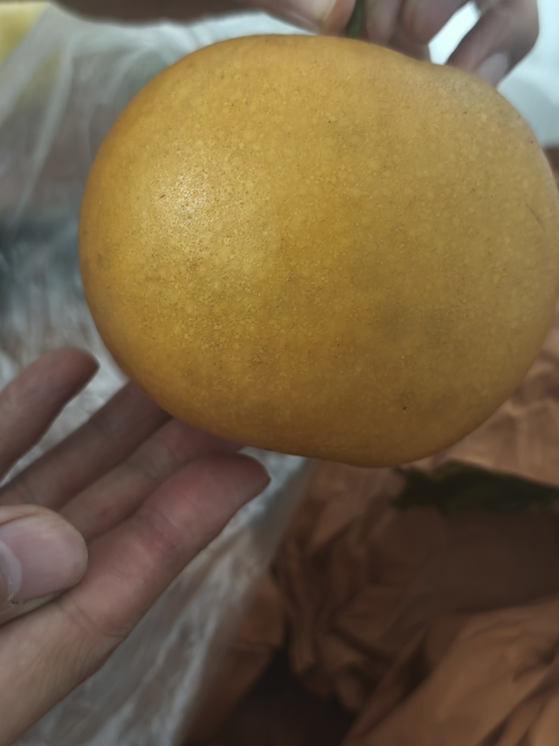 南阳精品秋月梨精品包装大小均匀清脆可口水分多