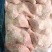 500天老鸡排腿