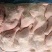 500天老鸡排腿