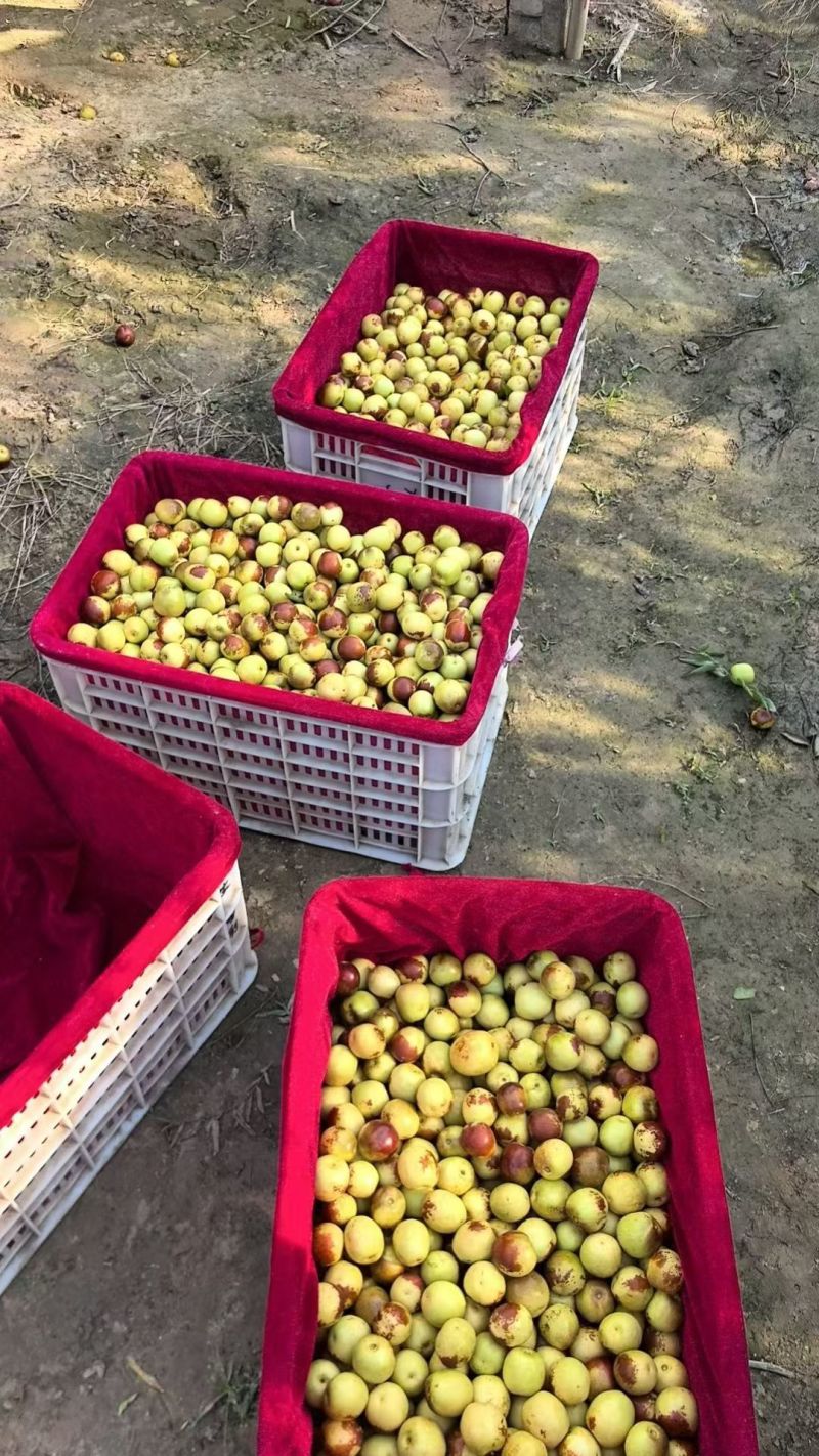 沾化冬枣
