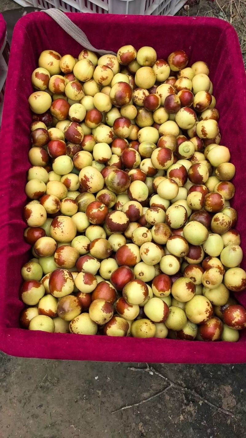 沾化冬枣