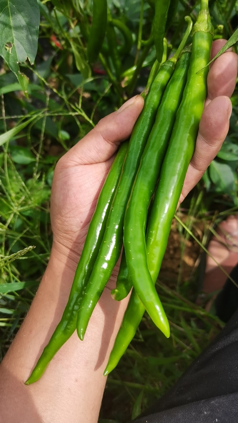 云南高山二荆条青红都有