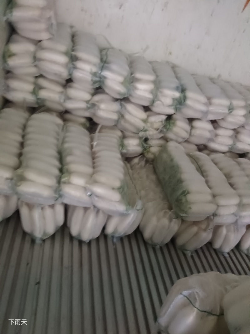 白萝卜，湖北白萝卜上市了，大量供应，诚信经营
