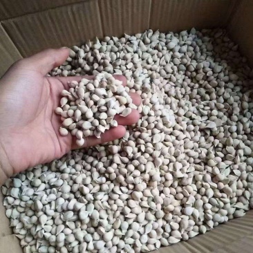 小叶软枝条香橙种子