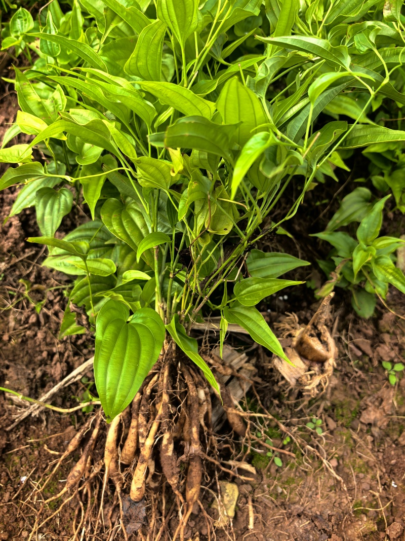 红花百部