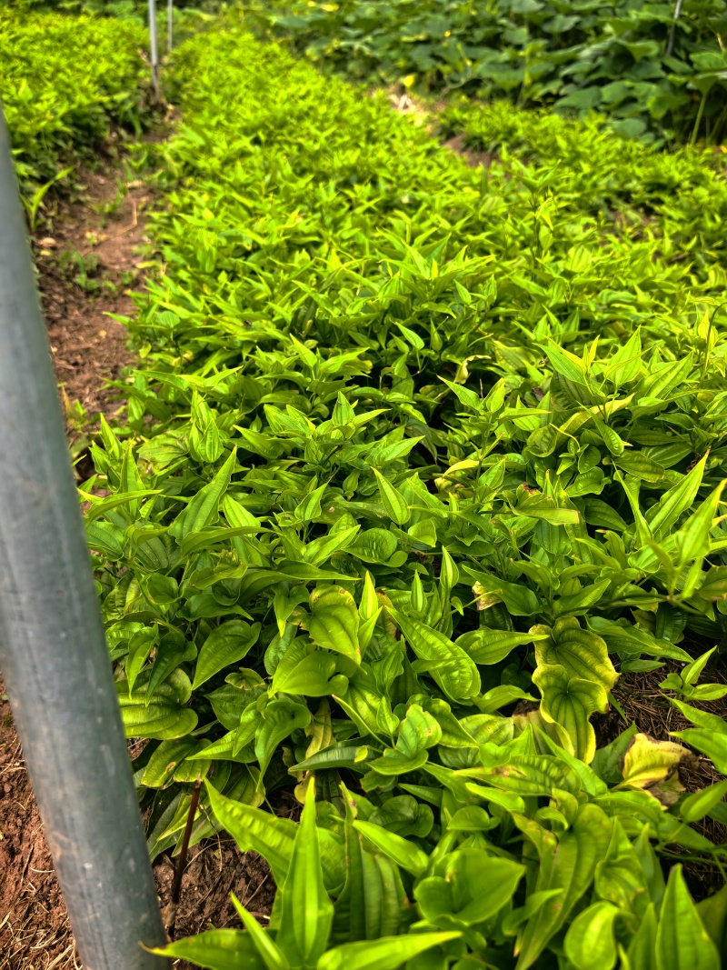 红花百部