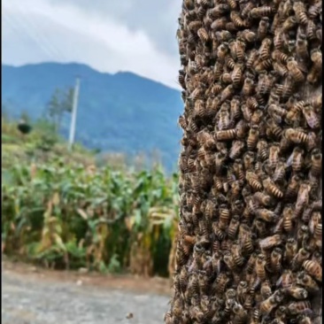 恩施大山里土蜂蜜，一年一收***蜂蜜。自采自压榨***。