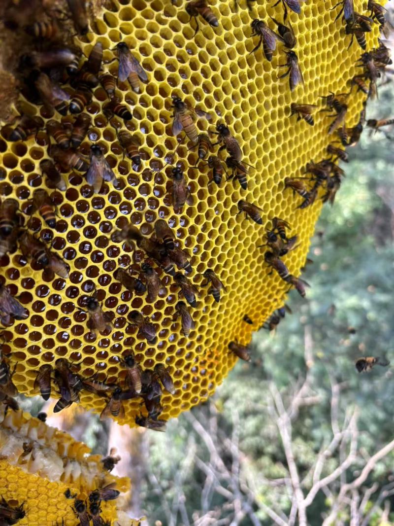 云南西双版纳原始森林野生蜂蜜