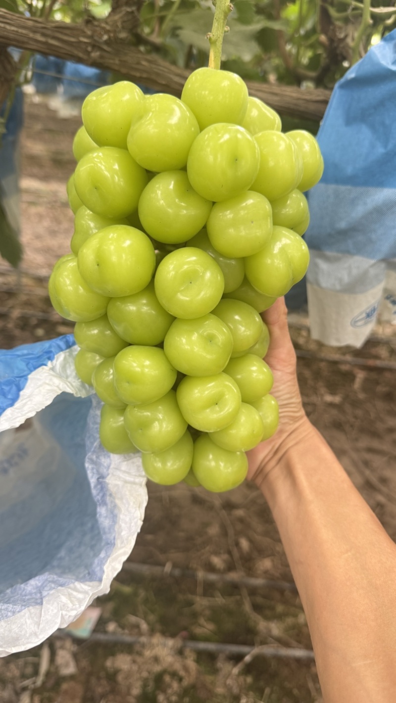 高标准阳光玫瑰种植基地