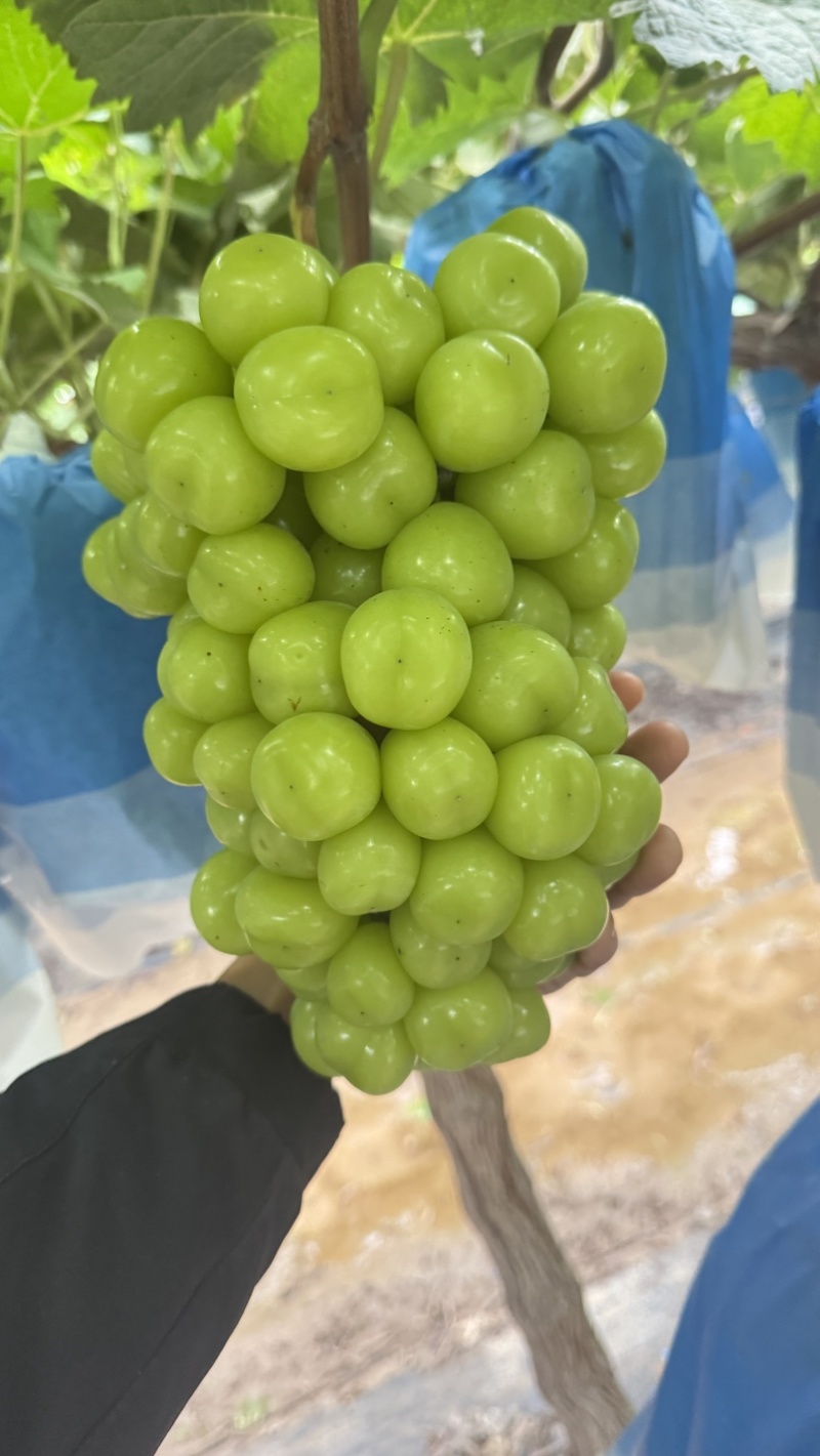 高标准阳光玫瑰种植基地