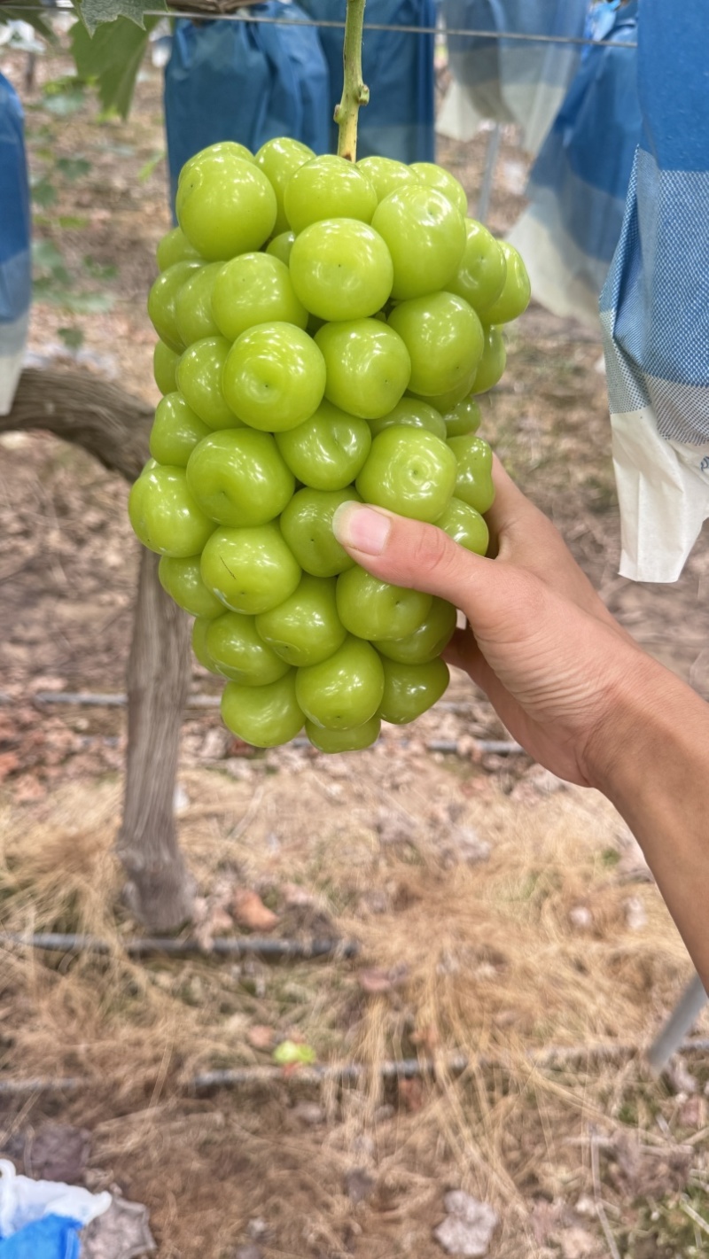 高标准阳光玫瑰种植基地