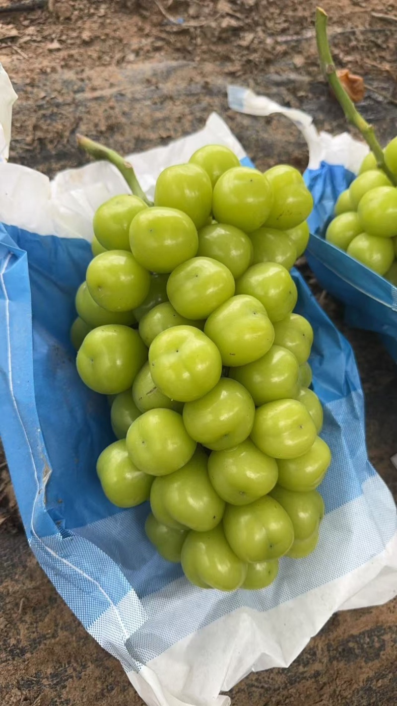 高标准阳光玫瑰种植基地