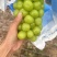 高标准阳光玫瑰种植基地