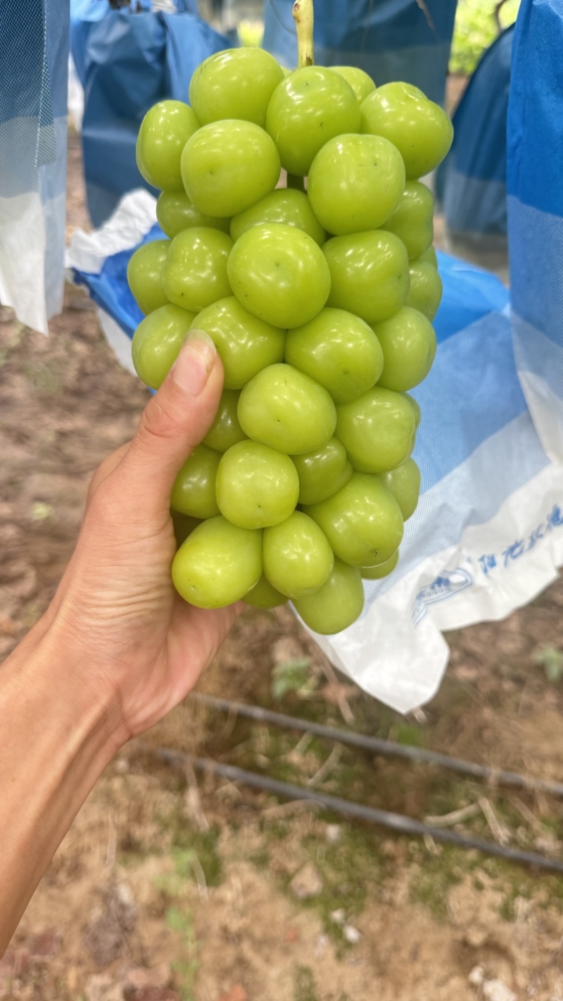 高标准阳光玫瑰种植基地