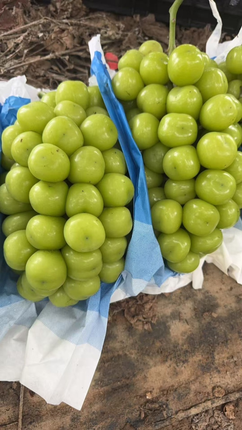 高标准阳光玫瑰种植基地