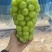 高标准阳光玫瑰种植基地