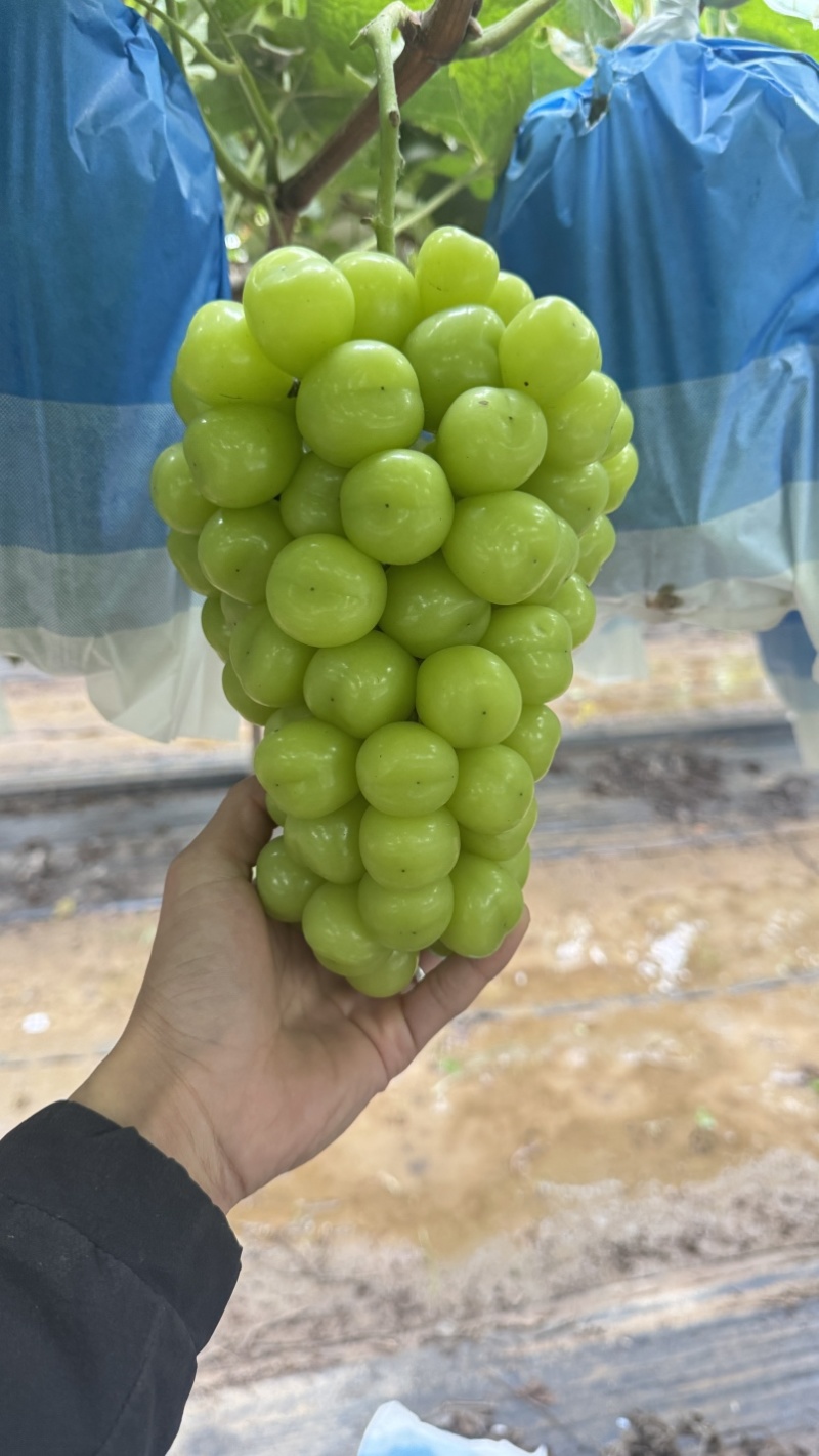 高标准阳光玫瑰种植基地