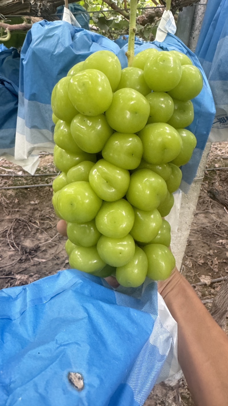 高标准阳光玫瑰种植基地