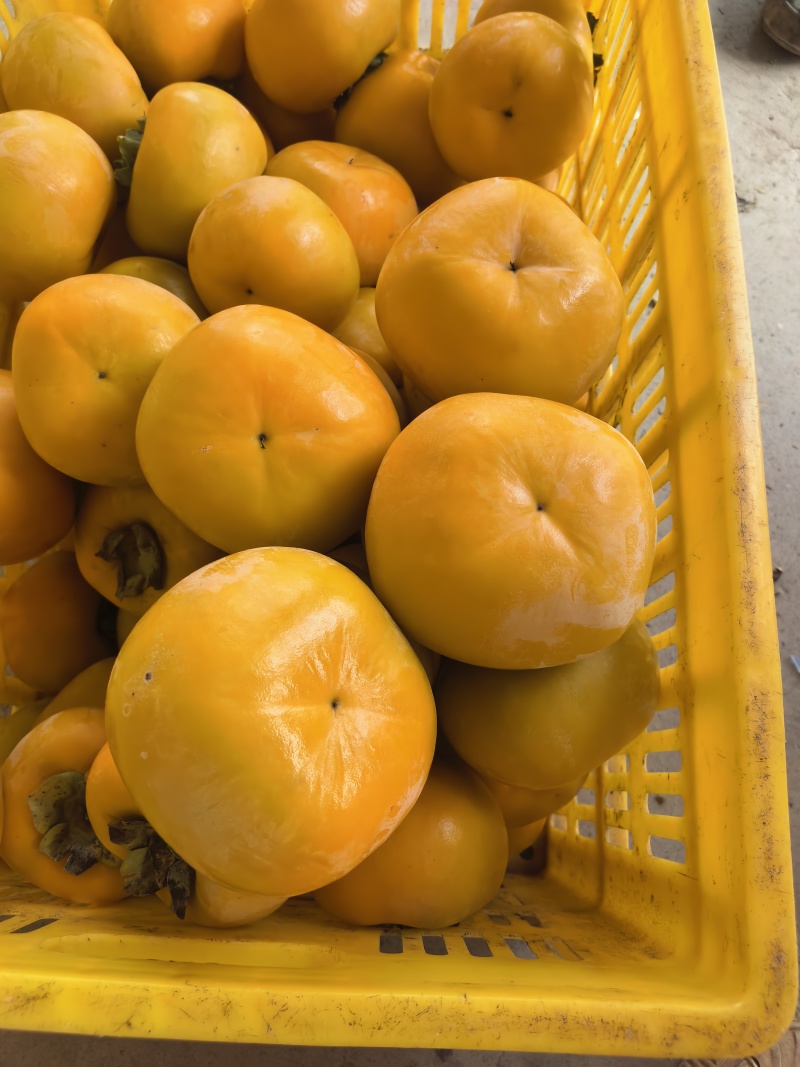 广西恭城瑶山脆柿