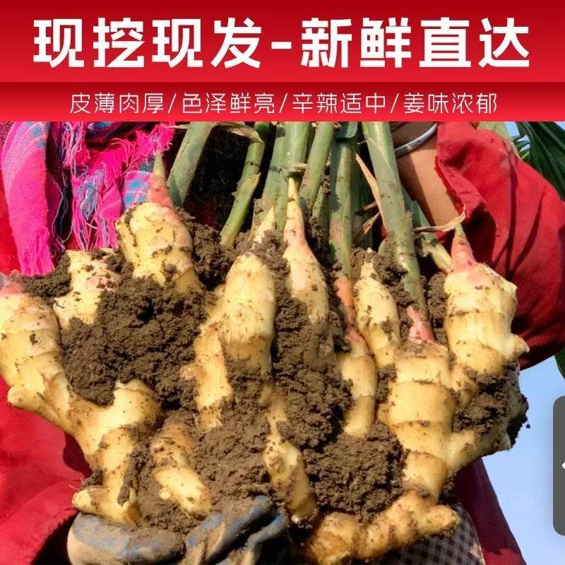 原产地种植红芽鲜姜随时批发零售市场
