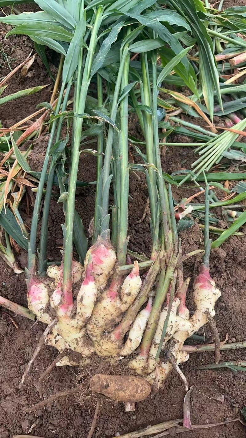原产地种植红芽鲜姜随时批发零售市场