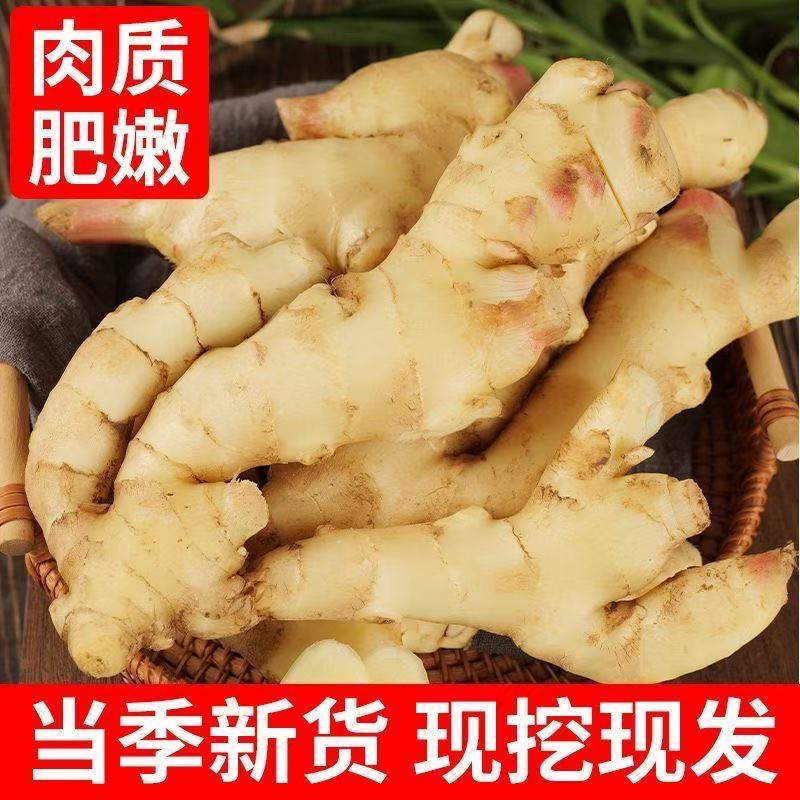原产地种植红芽鲜姜随时批发零售市场