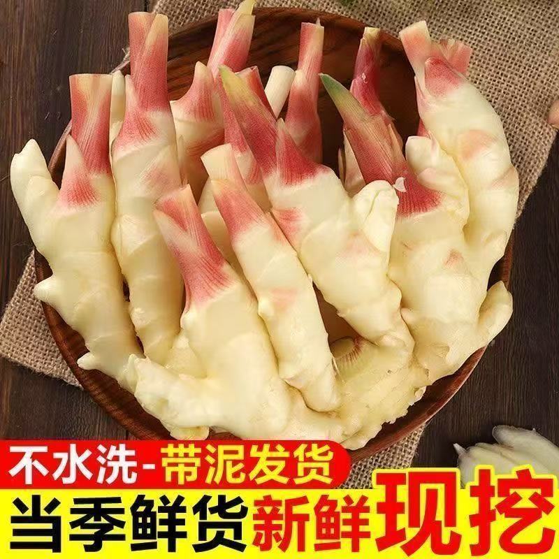 原产地种植红芽鲜姜随时批发零售市场