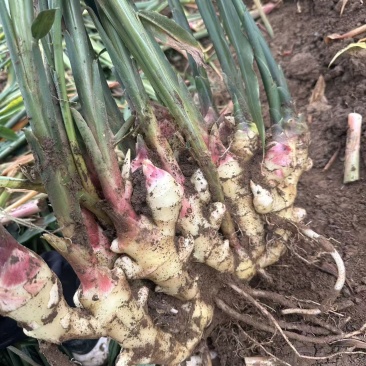 原产地种植红芽鲜姜随时批发零售市场