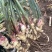 原产地种植红芽鲜姜随时批发零售市场