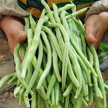 新鲜无筋豆架豆王云南当季蔬菜四季豆豆王