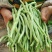新鲜无筋豆架豆王云南当季蔬菜四季豆豆王