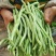 新鲜无筋豆架豆王云南当季蔬菜四季豆豆王