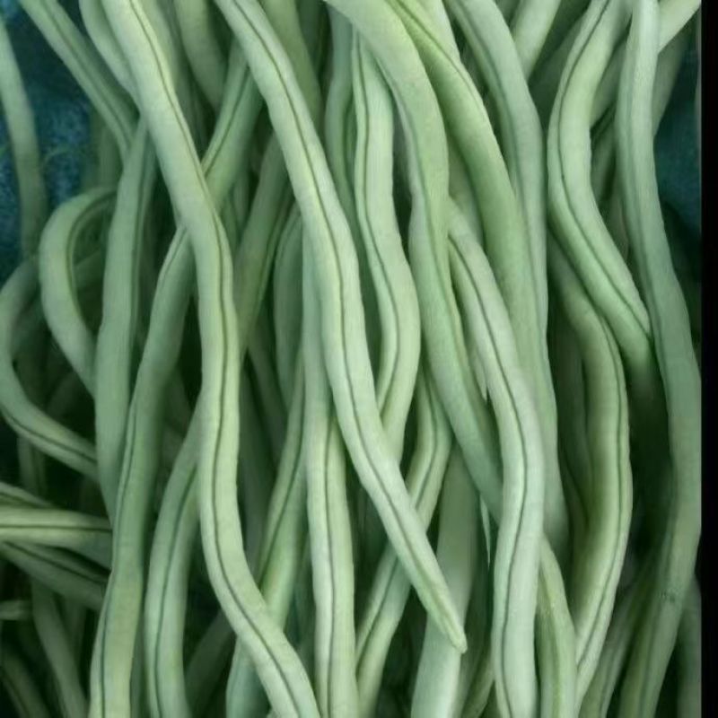 新鲜无筋豆架豆王云南当季蔬菜四季豆豆王