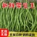新鲜无筋豆架豆王云南当季蔬菜四季豆豆王