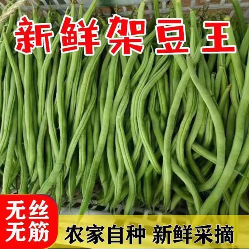 新鲜无筋豆架豆王云南当季蔬菜四季豆豆王