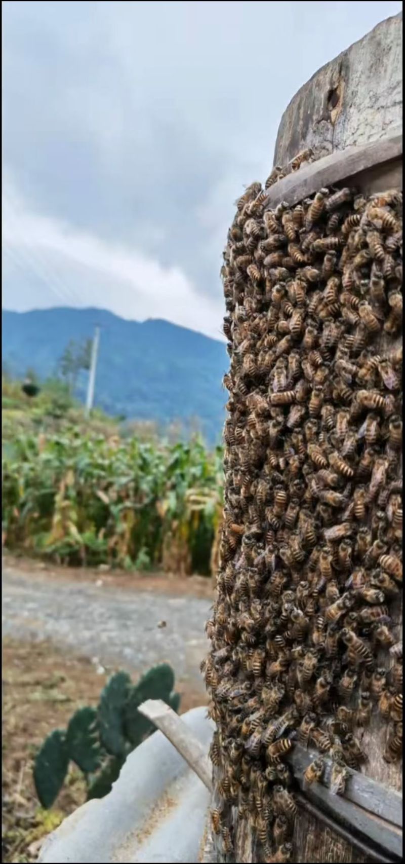 恩施大山里土蜂蜜，一年一收***蜂蜜。自采自压榨***。