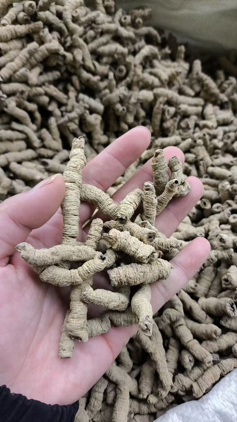 巴戟天***特级野生抽心正品巴戟天批发零售
