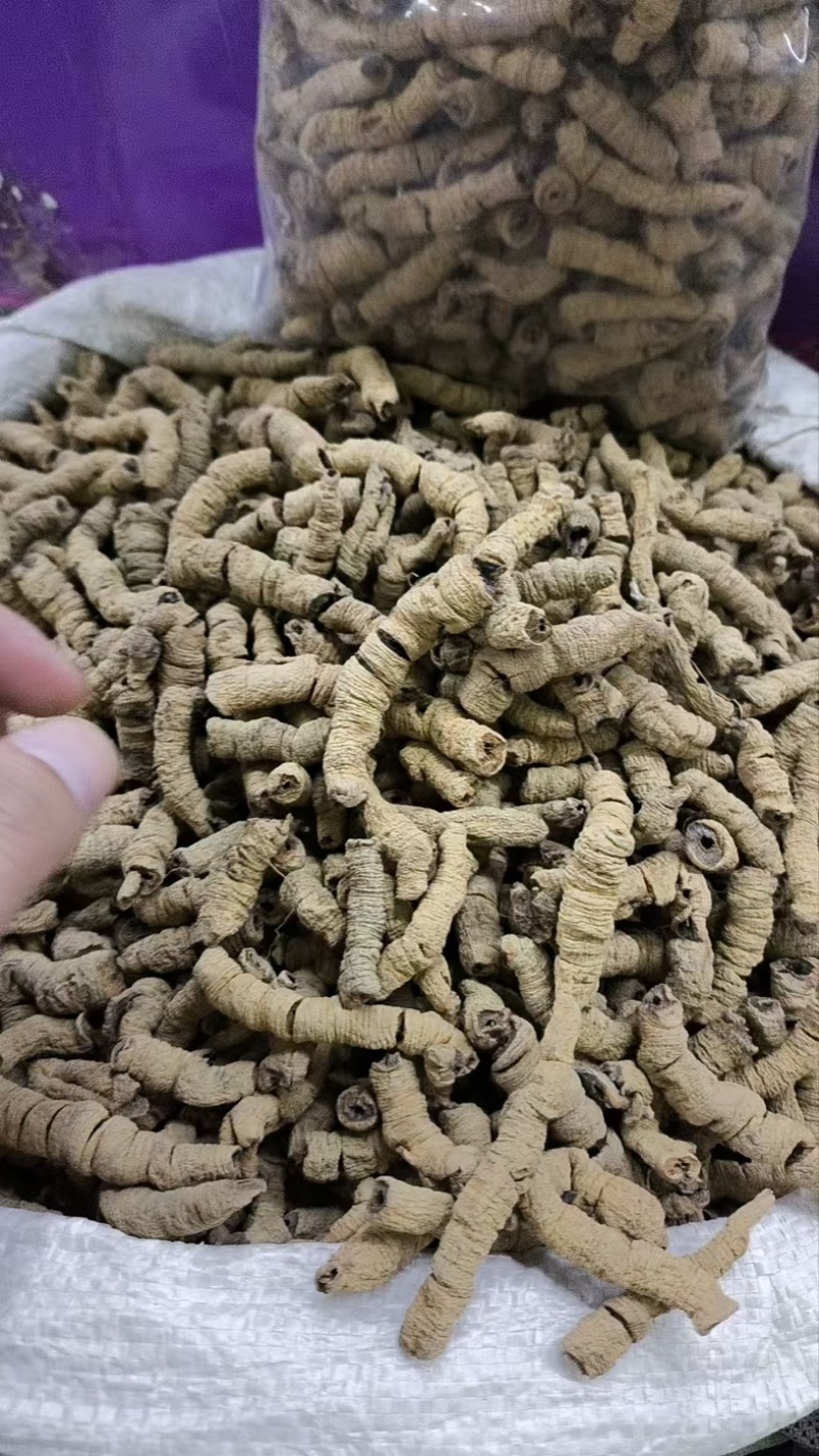 巴戟天***特级野生抽心正品巴戟天批发零售