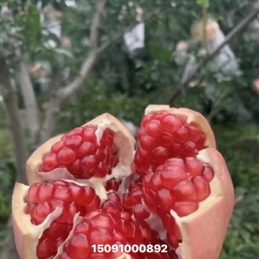 临潼石榴批发量大从优