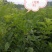 红豆树（又叫鄂西红豆，花梨木）