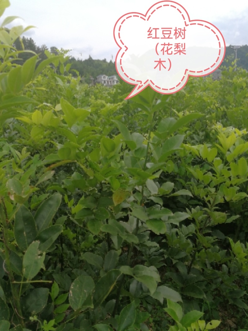 红豆树（又叫鄂西红豆，花梨木）