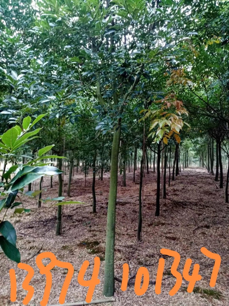 红豆树（又叫鄂西红豆，花梨木）
